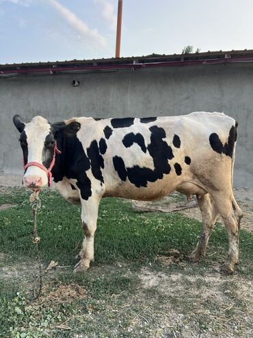 уй баласы: Продам чистокровных швиц коров, (1 черный осменен на 4 месяце) (2