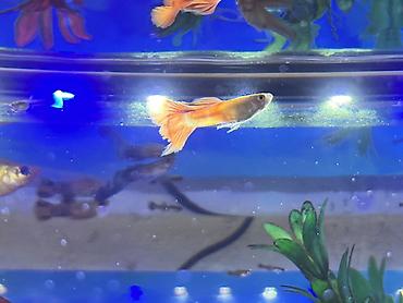 Balıqlar: Sülhsevər, Ödənişli çatdırılma -da lalafo.az — 3 Balıqlar: Sülhsevər, Ödənişli çatdırılma — 3