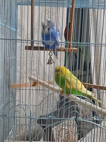 Птицы: Продаю или меняю. Волнистые попугаи с клеткой — 2