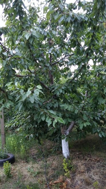 Ağaclar: Məhsul: Meyvə ağacları (gilas və şaftalı/nektarin bağ sahəsi) Xaçmaz — 9