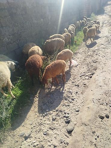 coban iti satışı: Qoyun sürüsü satılır. 27 quzudu biri 225 lə - Növ: yerli ətlik/südlük — 2