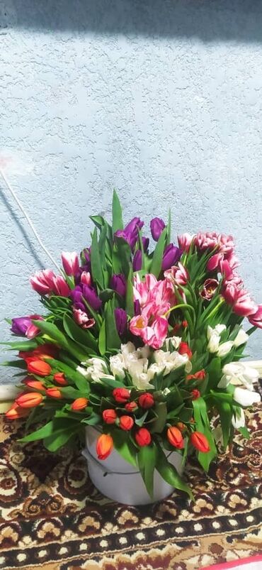 цветы токмок: Голландские тюльпаны по 49 сом 😍😍😍🫰 Очень нужно деньги,поетому продаем
