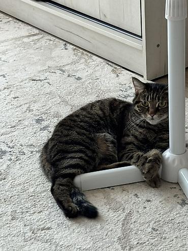 рыжая кошка: Кошка даром: Беспородная, 5 лет, Девочка, Кастрирована, Приучена к лотку, Проглистована — 3