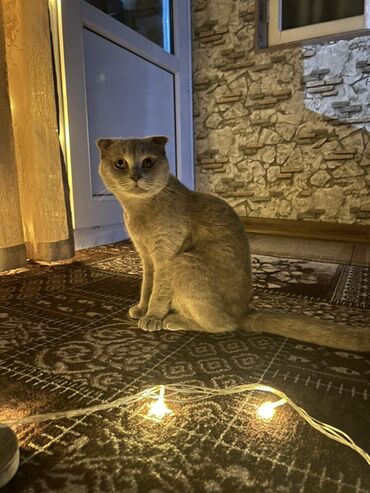 Pişiklər: Şotland, Cütləşmə üçün — 1