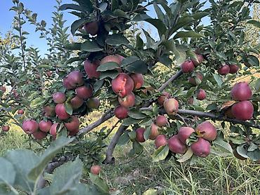 кукуруза для попкорну: Яблоки Превосходное, Оптом — 9