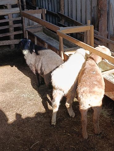 Баран, овца: Продаю | Ягненок | На забой — 1