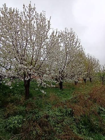 Слива: Саженцы плодовых деревьев (садовые Черешня кокон гилас 5штук Абрикос — 8