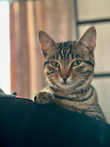 балинезийская кошка: Отдам кошку в хорошие руки
Породистая