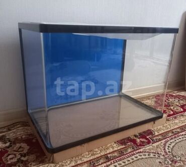 İtlər: Dördbucaq akvarium, Boş, 60 l