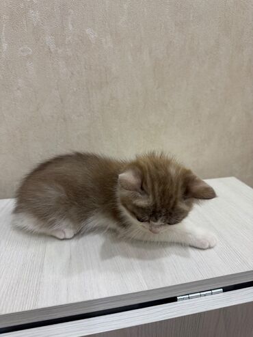 Pişiklər: Şotland, Dişi, Erkək, Ödənişli çatdırılma, Ünvandan götürmə — 5