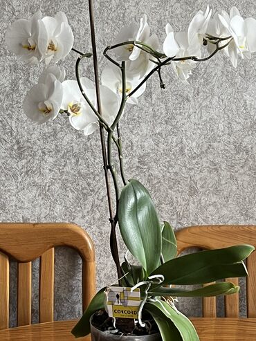 Денежное дерево: Орхидея конкорд белый