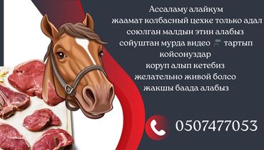 дикие кошки: Куплю | Коровы, быки, Козы, козлы, Лошади, кони | Круглосуточно, Любое состояние, На забой, на мясо