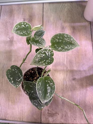 Эпипремнумы и сциндапсусы: Сциндапсус (Epipremnum/Scindapsus) вариегатный в горшке. Особенности — 5