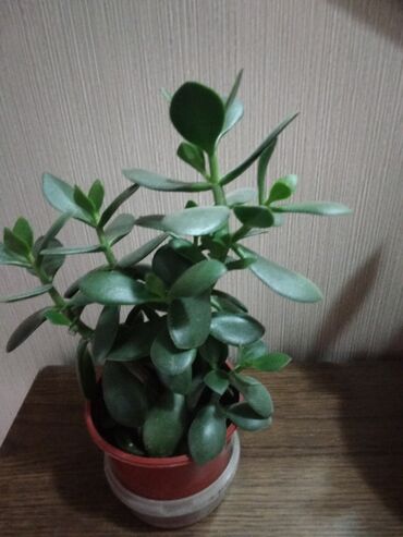 Другие комнатные растения: Суккуленты. каждый 300 сом.Алоэ 500. Молодая гвардия — 10