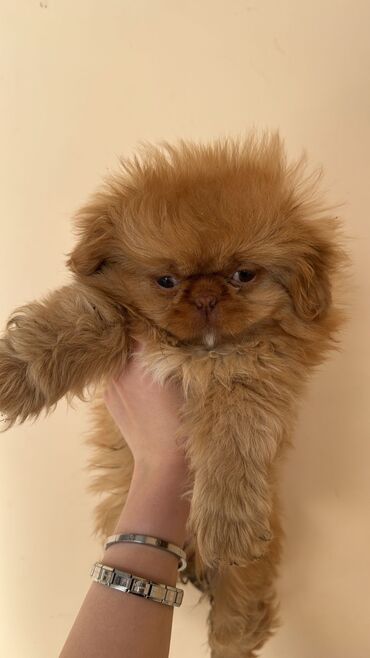 it maneji: Pekines dişi cinsi 200 m 2 aylıq