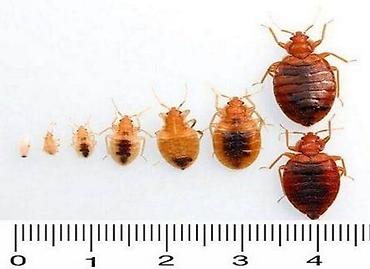 Дезинфекция, дезинсекция: Дезинфекция, дезинсекция, | Клопы, | Дома, Кафе, магазины, Квартиры — 2