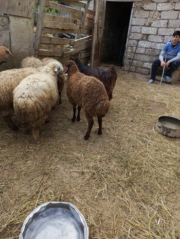 Quzu: Quzu, Erkək, Qala, ay: 1, 25 kq, Ətlik, Damazlıq, Ünvandan götürmə