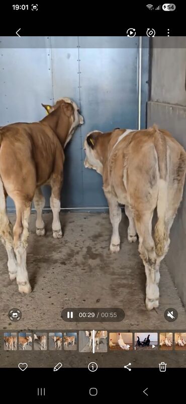 Dana, buzov: Məhsul: Simental cinsli buzovlar Təsvir: - Rəng: açıq-qəhvəyi/ağ — 6