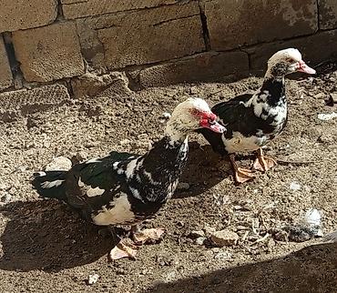 Ördəklər: Heyet balaca olduqdan satram 260 manata 12 dənədi 2 Erkey 10 dişi — 6