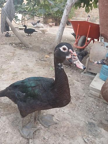bülbül quşu satışı: Cins lal ordekler macar qara zumrud qirmizi okuz lavanda findig reng — 1