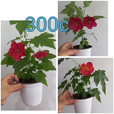 Клён: Саженцы — 5