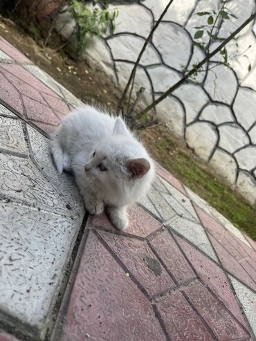 vəhşi pişik: Самец, Самка, В добрые руки, Самовывоз, Бесплатная доставка, Платная доставка