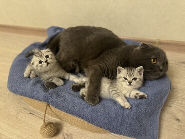 Продажа кошек: Скотиш Фолд (Шотландская вислоухая), 2 месяца, Девочка, Серебристая шиншилла, Приучена к лотку, Проглистована