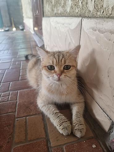 кошк: Скотиш Страйт (Шотландиялык тик кулактуу), 2 айлык, Эркек, Алтын шиншилла — 9