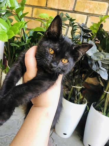 египетская кошка сфинкс цена: Отдаю вместе!!Черный котенок с янтарными глазами. Короткая блестящая — 1
