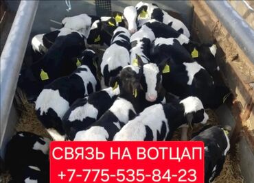 Коровы, быки: Продам Бычки телята тёлки ангус сементал герефорд ауликоль голштейн