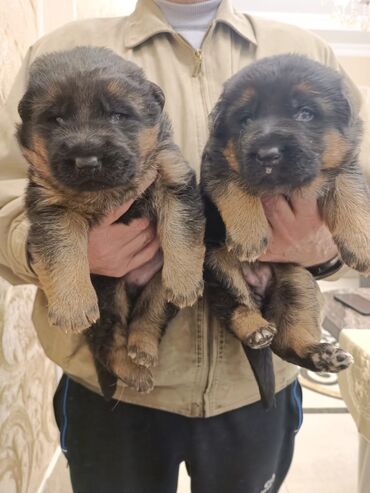 avcarka bala: Akita Inu, 1 month dog, Dişi, With pedigree, Ünvandan götürmə