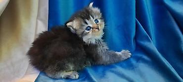 Pişiklər: Fars — 10