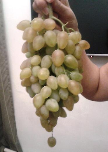 Виноград: Годовалые саженцы винограда. Цена от 200 до 300 сом. Черенки по 50 — 6