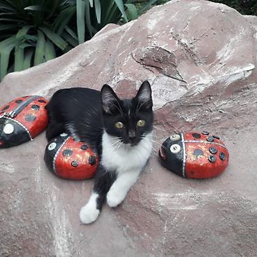 жалал абад кошки: 3 месяца, Мальчик, Приучена к лотку — 2