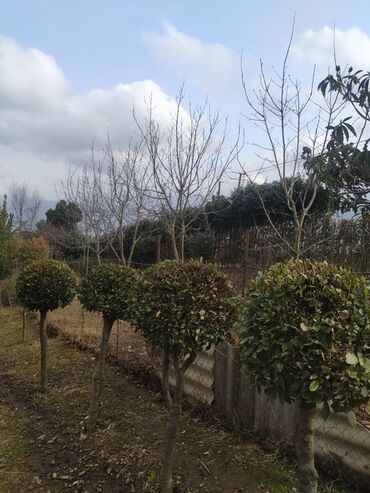 Ağaclar: Yaşıl canlı çəpər – Ligustrum (Privet) kolları - Məhsul — 8