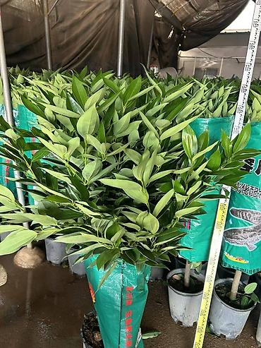 Другие комнатные растения: Комнатное растение с длинными, узкими листьями насыщенного зеленого — 19