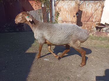 продажа домашних животных: Сатам | Ургаачы кой (ургаачы) | Арашан | Көбөйтүү үчүн | Асыл тукумдуу, Ургаачы