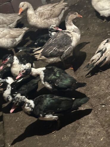 Птицы: Утки 650 сом 
Гуси 2000 сом — 5