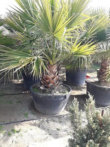 pustə ağacı satılır: Palma ağacları 5-6 illik dibçəydə və yerdə olanları var dibçəydə — 1