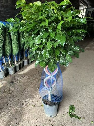 Пальмы: Пальмы Дипсис Монстеры, Бадьян Аннисовый,Корица, Стрелиция at lalafo.kg — 20 Пальмы: Пальмы Дипсис Монстеры, Бадьян Аннисовый,Корица, Стрелиция — 20