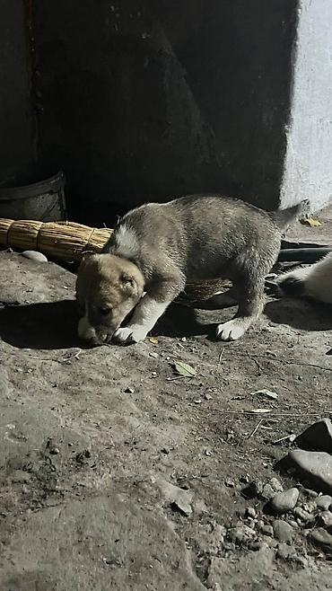 Продажа собак: Алабай, 1 месяц, Самец — 9