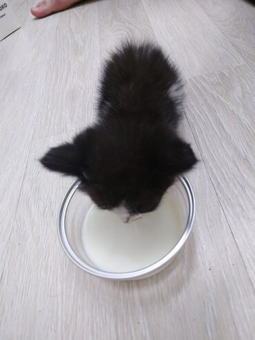 кошка с разными глазами: 1 месяц, Мальчик
