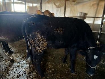 Коровы, быки: Продаю | Тёлка | На забой | Привязанные — 3