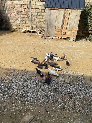 xudat heyvan satışı: 16 dene heyvandı ususu olanda var saglam heyvanlardı tek tek satılmır — 7