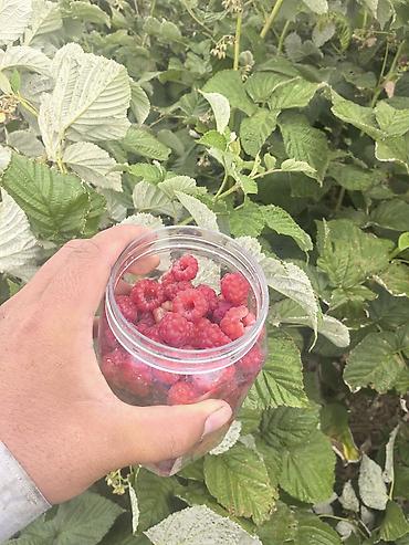 Малина: Малина В розницу — 3