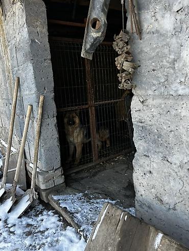 Металлические заборы: Вольер для собаки из металла с дверцей - Конструкция: каркас из — 10