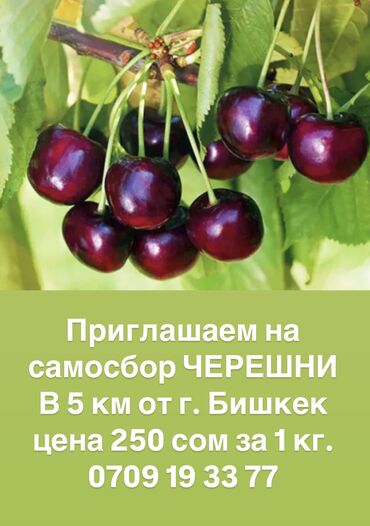 малина 1 кг цена: Гилас Чекене, Өзү алып кетүү, Акылуу жеткирүү, Акысыз жеткирүү