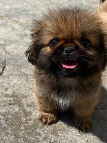 İtlər: Pekines, 2 ay, Erkek, Peyvəndli, Ünvandan götürmə