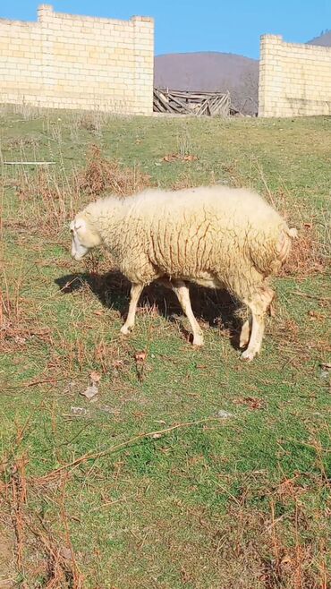 Qoyunlar, qoçlar: Dişi, il: 2, Damazlıq, Ünvandan götürmə — 5