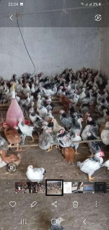 pulsuz it verirem: Salam 2 aylig 4m30 qep serebris ve harkov colpalar sumqayitdadi amma